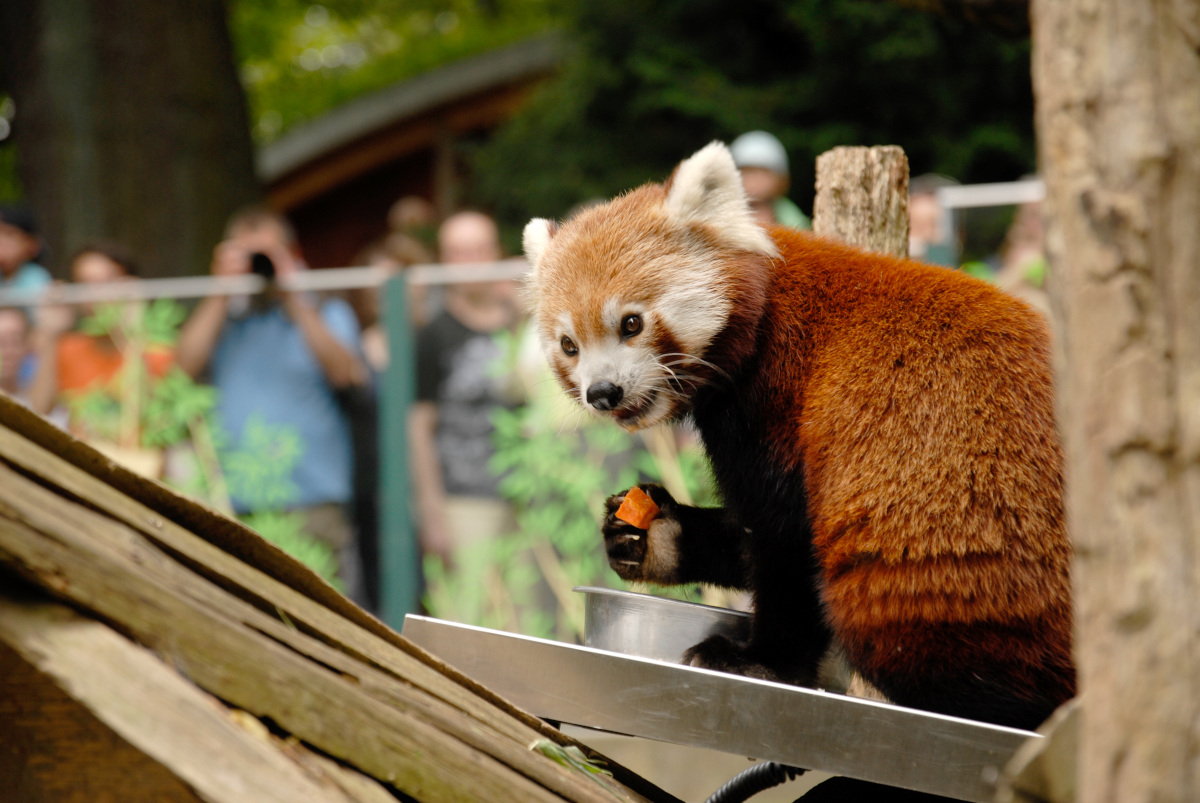 Naturschutz-Tierpark Görlitz e. V.